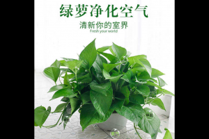 除甲醛選什麽綠植好 甲醛排名第一的植物是（shì）它（tā）